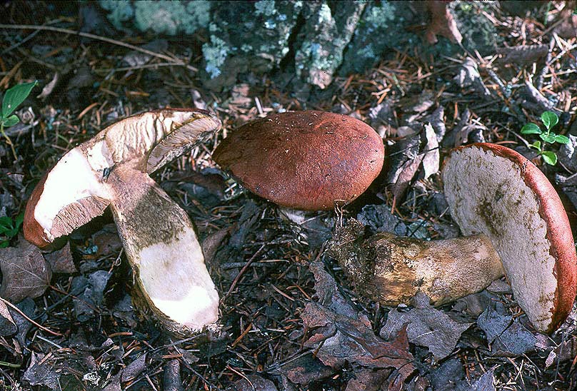 Leccinum fallax